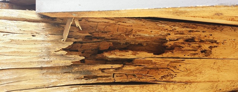 Protecting Your Oregon Log Home From Pests